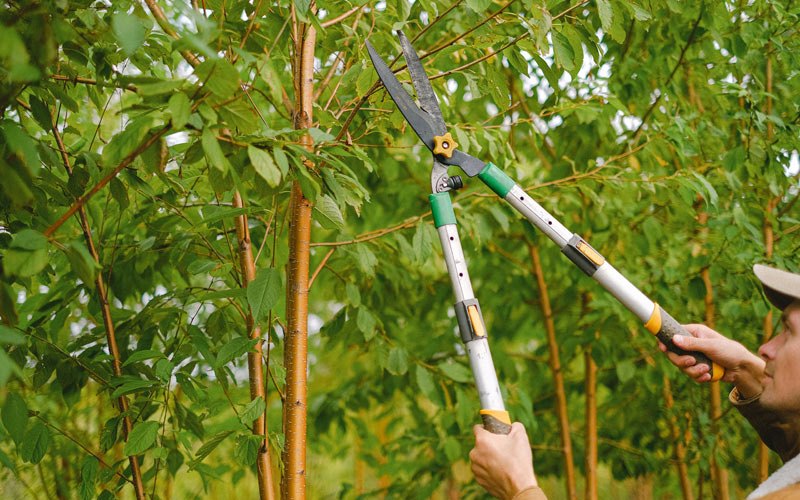 Tree trimming in Carencro, LA